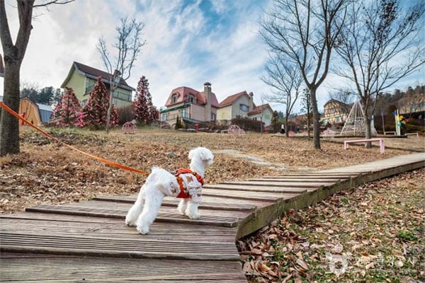 La ville de la nature pure, 3 sites célèbres pet-friendly de Gapyeong