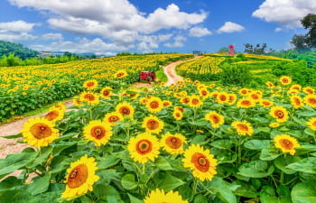 Des lieux fleuris en été pour prendre la photo de votre vie